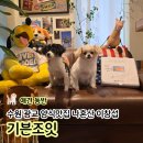 &#39;기븐조잇&#39; 수원 애견동반 식당 나혼산 이창섭맛집