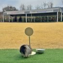 8월의 강아지 | 전주 애견카페 후기! 강아지의 날 가기 좋은 전주 무이사회