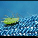 해충 바로 알기 1 - 진딧물 종류 및 방제 방법 이미지