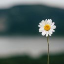 마르떼헤어 이미지