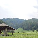 청주 10월 가볼만한곳 추정리 메밀꽃밭 무심천 코스모스 토성마을 핑크뮬리