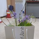 SaintJane
