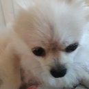 서울메디컬센터 | 창동 동물병원 루시드동물메디컬센터 강아지 유선종양 치료 후기