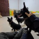 애견호텔중독