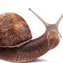 달팽이 이미지