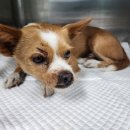 옥계농협주유소 이미지