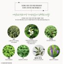 새롬코리아 | 탈모샴푸추천 새롬코리아 튼튼어성초 샴푸 후기
