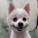 이다애견미용실 이미지
