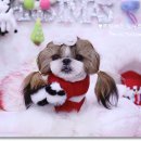 프린세스 말티즈 이미지