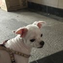 그루몽실 이미지