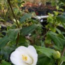 금어로2 이미지