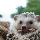 안촌 유치원 이미지