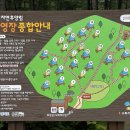 용인자연휴양림 야영장 이미지