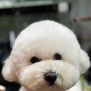 팻키우소 이미지