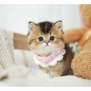 아담스펫 강아지분양 고양이분양 강남점 이미지