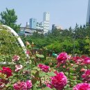 장미마을 이미지