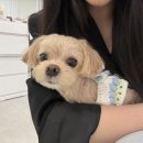 광산구-163 네이버블로그