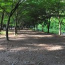 희리산자연휴양림야영장 Daum카페