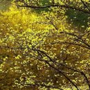 물맑은양평개군한우 이미지