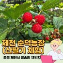 순덕농장 | 6월 제철과일 산딸기 체험! 순덕농장