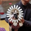 개바라기 이미지