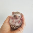 도치샵