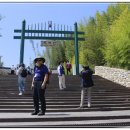 군청 메타세콰이어길 이미지