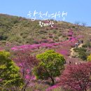 합천 황매산 철쭉축제 5월 추천 만개 전, 첫 철쭉을 만나고 온 솔직 감성 후기