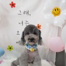 늘이쁘개 이미지