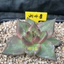 베아툼