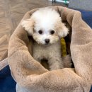 용인서현 동물병원 이미지