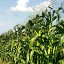 농사꾼농장 이미지