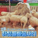 하빛율빠꿈사리 이미지