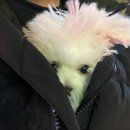 대전강아지분양고양이분양파라다이스펫 | [비숑] 휴지, 너를 처음 만난 날 ❤ l 대전 강아지 분양샵 l 파라다이스 펫 분양 후기