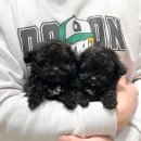 럽댕 강아지분양 이미지