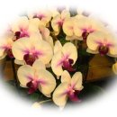 꽃지어울 이미지