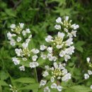 해오름길 이미지