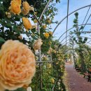 장미수산 이미지