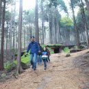 편백나무숲 이미지