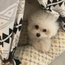 보니하우스 | 쏘오옥 패딩집 플레이 하우스 S 후기