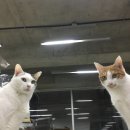 행복양말 이미지