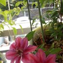 클레마티스 이미지