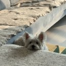 바이2024 느좋2025 돼랑이