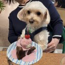 갈마애견 | 대전 갈마동 힙한 카페 애견동반 가능한 더머스커피클럽