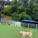 퍼피스카우트 | 용인대형견호텔 퍼피스카우트 이용해 본 후기