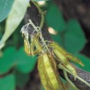 청석골칡냉면 이미지