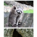 라쿤PC방 이미지