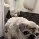 준 pet 이미지