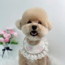 단비네펫살롱 이미지