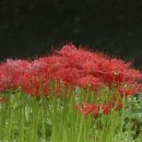 선운사꽃무릇 이미지